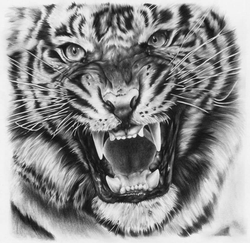 Top 106+ about tiger tattoo drawing super hot .vn